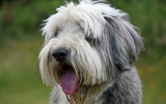 Some Breathtaking Pictures of Beautiful Bearded Collies