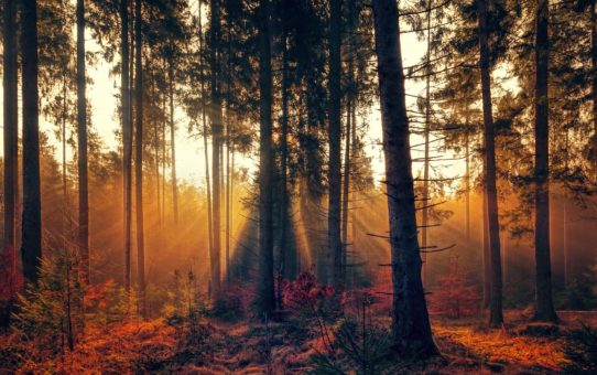 Some Stunning Pictures of Forest Landscape